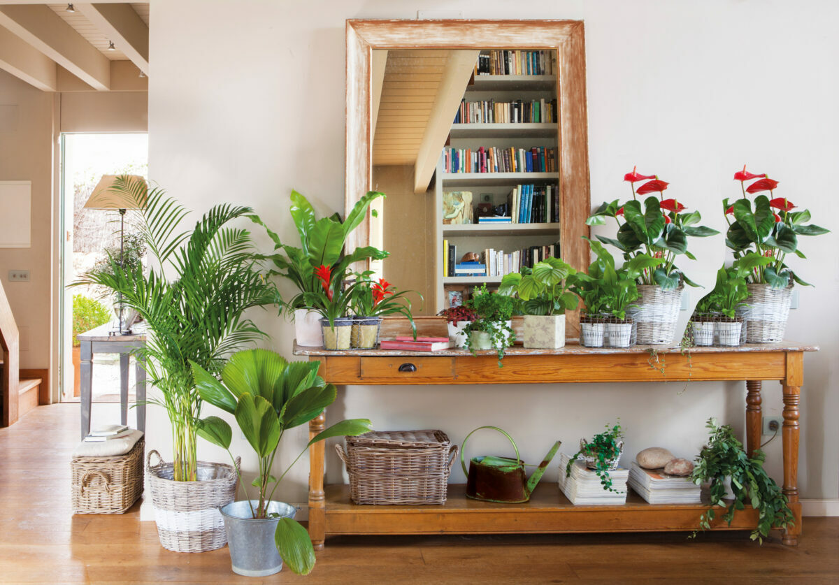 Consejos originales para decorar tu casa con plantas de interior